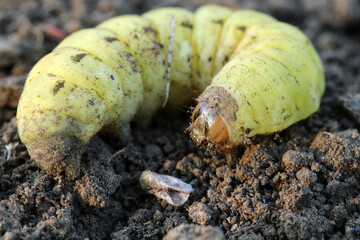 Caterpillar Galleria mellonella; wax moth. Parasite insect. Close-up. Selective focus.