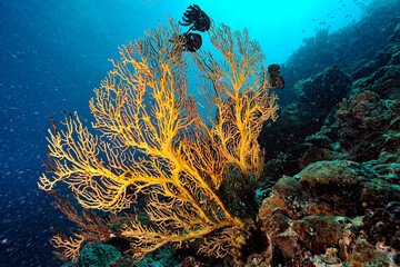 A picture of the coral reef