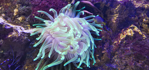 sea ​​animal anemone with all its colors
