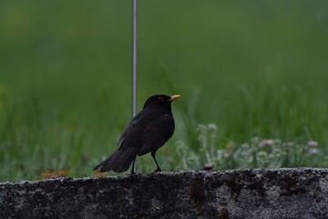 Die Amsel