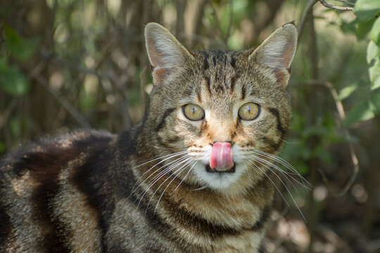 Funny portrait of a tiger cat. The cat licks his nose with his tongue.