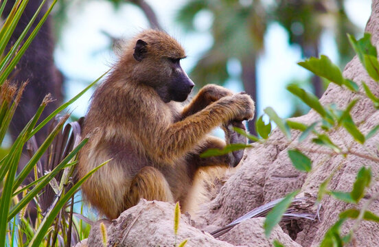The monkey sits in the jungle on a tree and scratches his heel. Wildlife photo. For wallpaper, background and postcards.