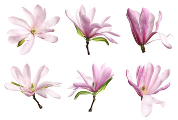 Set with beautiful magnolia flowers on white background
