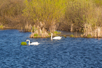 Fototapeta na wymiar white swans on the pond eat river grass