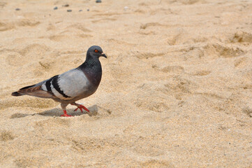 Pigeon on the sand beach