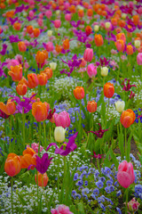 Im Frühling gibt es bunte Blumen im Blumengarten.