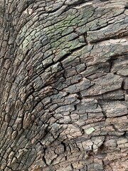 old wood texture