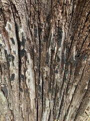 bark of a tree
