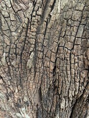 bark of tree