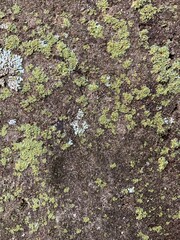 moss on stone
