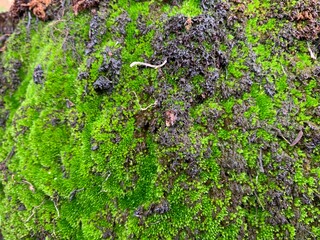 Green moss on the stone