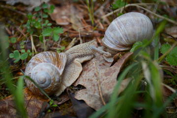 Two Brown Snails Helix Pomatia met inside forest. Snail on leaf met another. Tentacles out. Life on the forest floor. European deciduous forest.