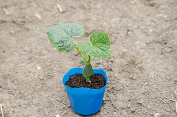 きゅうりのポット苗