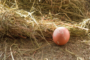 Naklejka na ściany i meble Empty space for text. One chicken egg on the background of a hay in a chicken coop.