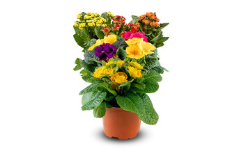 Obraz premium Evening Primrose bouquet beautiful assorted colors of flowers in pots isolated on white background​ with​ cutout and​ clipping​ path​