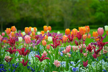 Im Frühling gibt es bunte Blumen im Blumengarten.