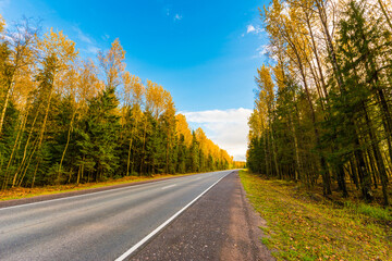 Autumn rural road running through a forest. The view from the side of the road