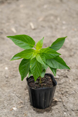 トウガラシのポット苗