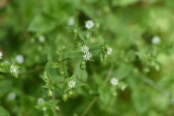 Stellaria aquatica flowers. Caryophyllaceae biennial grass.