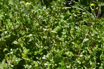 Stellaria aquatica flowers. Caryophyllaceae biennial grass.