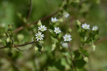 Stellaria aquatica flowers. Caryophyllaceae biennial grass.