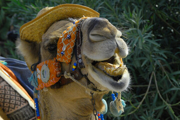 Close-up of a camel's head in a hat, adorned with exotic details for an oriental holiday. Portrait of a screaming camel.