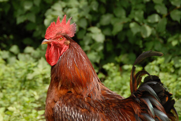 A closeup of a beautiful purebred rooster with red comb and brown feathers in front of green grass in a private garden.