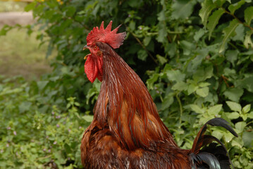 Portrait of a beautiful singing rooster with red crest and brown plumage on a green natural background.