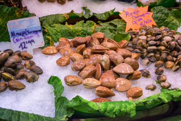 Edible marine mollusk Almeja Tarragona (Hard clam - Mercenaria mercenaria) on ice with price tags at the Boqueria market, Barcelona, Catalonia, Spain