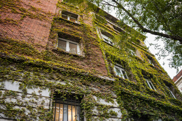 Fototapeta na wymiar Modern apartments building covered by climbing plant (ivy) in Barcelona, Spain