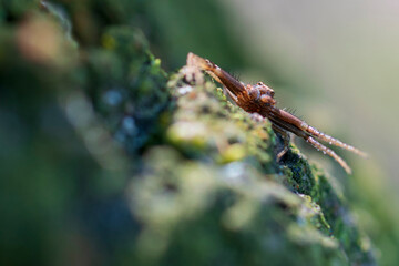 Sidewalk spider close up. Macro photography. Blurred background