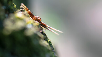 Sidewalk spider close-up. Macro photography. Blurred background