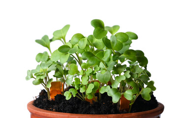 spring, seedlings, seedlings, shoots, sprouts, vegetables, herbs, vegetable garden, pot, mark, planting, ground, close-up, background, isolated, young, fresh, juicy