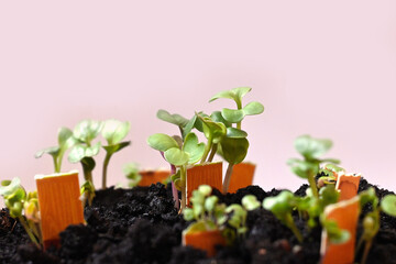 Young shoots, seedlings, spring seedlings of vegetables for the garden in a pot with planting marks in the ground. Close-up. Isolated on a rose background. 