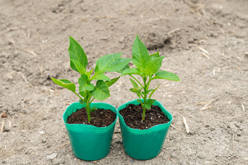 ピーマンのポット苗