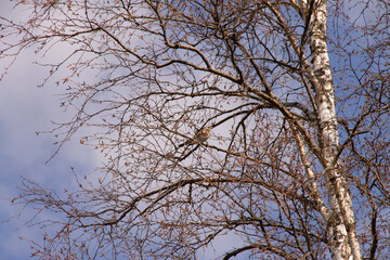 natural background early spring an adult blackbird sits among the branches of a birch tree
