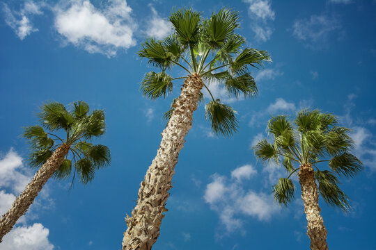 Three Sabal palm trees on a blue sky background