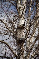 natural landscape a birdhouse is attached to the trunk of an old birch tree and a starling is sitting on a branch