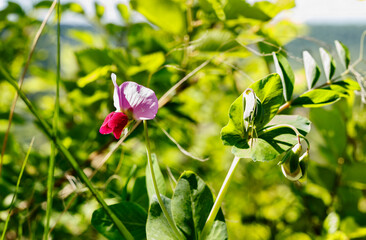 Red pea flower in bloom