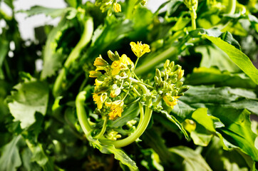 Yellow flowers  of turnip greens