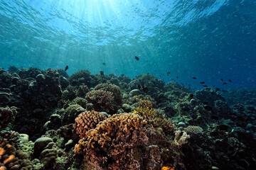 A picture of the coral reef