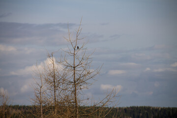 rural landscape in early spring a bird sits on the branches of a leafless tree against a sky with clouds, a place for an inscription