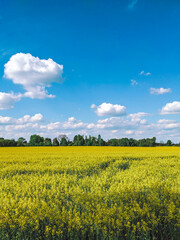 rapeseed field