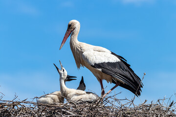 White stork, Ciconia ciconia, in the nest with its chicks