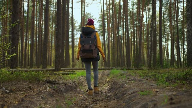 Slow motion: Young black african Woman Hiking in Forest in Autumn. Active healthy Caucasian woman with a backpack taking in wood. Female traveler with walks along forest rear view, bio-tourism