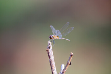 Dragonfly perched on a dry branch in closeup seen from the side with blurred background
