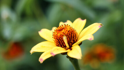 yellow flower in the garden
