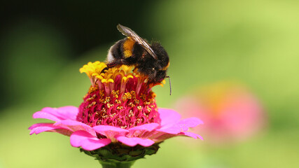 bee on flower