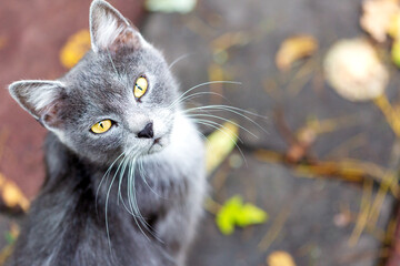Gray young cat with yellow eyes looks at the photographer.