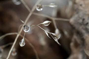 drops of dew on a plant - obrazy, fototapety, plakaty